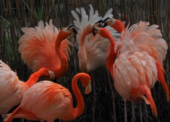 No Dia Mundial do Flamingo visite o Jardim Zoológico e conheça a nova instalação da espécie