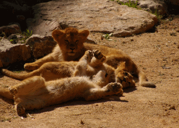 Três novos rugidos no Jardim Zoológico