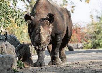 Associação Europeia de Zoos e Aquários apela à conservação dos Rinocerontes-negros
