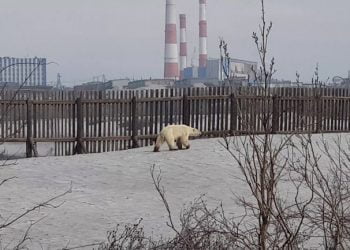 Urso polar encontrado em cidade russa à custa do degelo