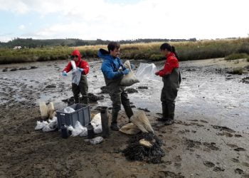 Alterações climáticas: Cientistas estudam soluções para impedir o desaparecimento dos sapais estuarinos