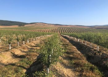 Veracruz investe 50 milhões de euros em amendoal na Beira Baixa