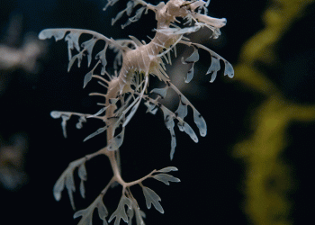 Oceanário de Lisboa recebe dragões-marinhos-folhosos