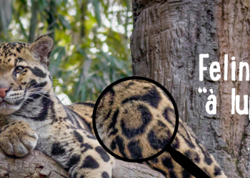 Nos dias 3 e 4 de agosto, conheça “à lupa” os felinos no Jardim Zoológico