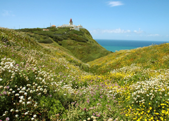 Cascais quer criar Zona de Intervenção Florestal no Parque Natural Sintra Cascais