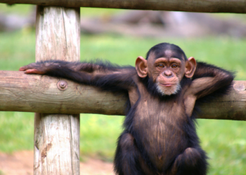 Vamos falar sobre Primatas no Jardim Zoológico