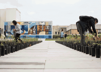 Universidade de Aveiro promove pelo segundo ano a iniciativa “Plantar o Futuro”