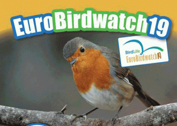 Porto de Mós recebe EuroBirdWatch no dia 5 de outubro