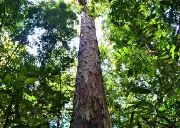 A árvore mais alta da Amazónia tem 88 metros de altura e está a salvo dos incêndios