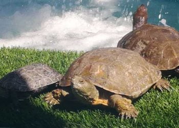 Zoomarine devolve cinco cágados ao meio selvagem