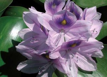 Ministro do Ambiente acompanha trabalhos de remoção do jacinto-de-água no rio Sorraia