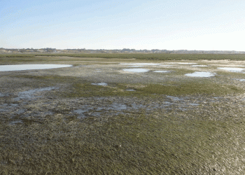 Estudo sobre pradarias marinhas alerta para novas dragagens na Ria de Aveiro