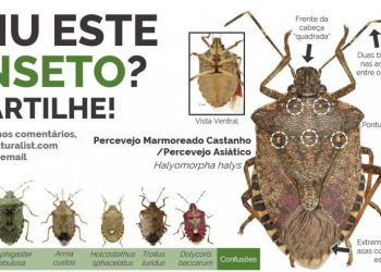 Investigadores da FCTUC realizam campanha de sensibilização sobre praga do percevejo asiático