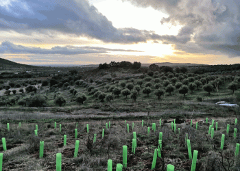 CVRA apoia Associação Plantar uma Árvore em ação de reflorestação no Alentejo