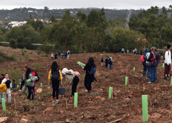 Operação Montanha Verde resultou na plantação de mais de 5500 árvores no concelho de Loulé