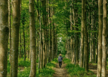Tree-Nation aponta a necessidade de plantar 4 mil milhões de árvores por ano durante os próximos 10 anos