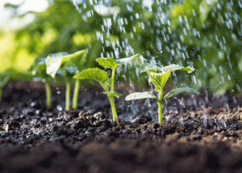 ISQ promove Agricultura Inteligente através do uso de Satélites