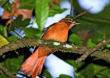 UICN apresenta Lista Vermelha de Espécies Ameaçadas com mais 1840 espécies
