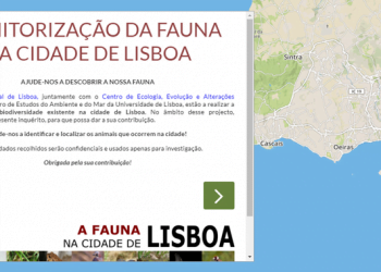 Cientistas monitorizam a fauna de Lisboa através de inquérito online