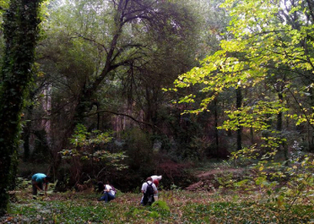 “Os nossos Bosques”: Quercus de Aveiro quer proteger e valorizar a floresta autóctone