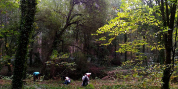 “Os nossos Bosques”: Quercus de Aveiro quer proteger e valorizar a floresta autóctone