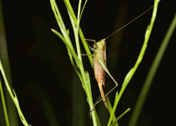 Cientistas apelam por medidas para mitigar declínio da abundância de insetos