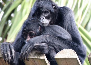 Viva o “Bichinho do Amor” no Jardim Zoológico