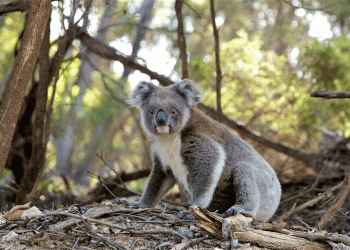 Jardim Zoológico apela a um grito pela conservação da fauna e flora australianas