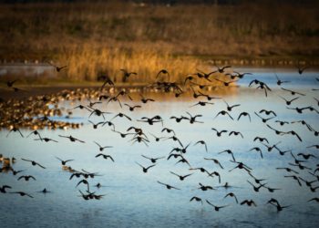 SPEA: Ambientalistas vão recorrer aos tribunais para travar Aeroporto do Montijo