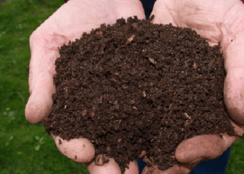 “Devolver à Terra” recebeu mais de 200 candidaturas, 96 escolas foram selecionadas para a implementação de compostagem