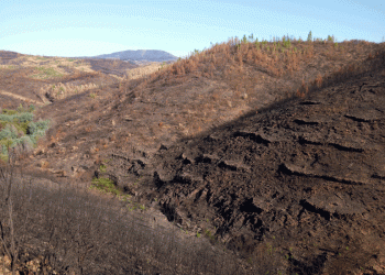 Projeto “Reflorestar Belver” consegue 100% das verbas na GoParity em menos de 24 horas