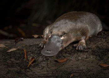 Ornitorrinco, animal nativo da Austrália, pode desaparecer