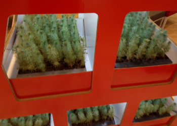 Município de Esposende oferece pinheiros mansos para reflorestar o concelho