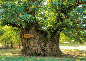 Votações para a Árvore Europeia do Ano 2020 ainda se encontram a decorrer