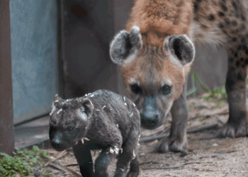 Hiena Malhada nasce no Zoo Santo Inácio