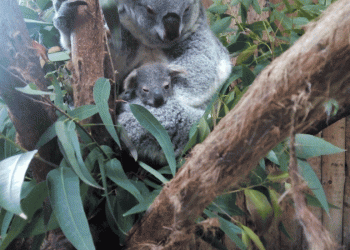 Cria de Koala nasce no Jardim Zoológico e representa a esperança de uma espécie em declínio