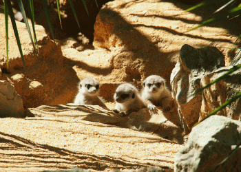 Celebre o Dia de Carnaval no Jardim Zoológico