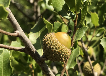 Festival Terras sem Sombra celebra a arte e a ciência pela mão das mulheres