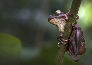Alterações climáticas podem reduzir a esperança de vida de centenas de espécies