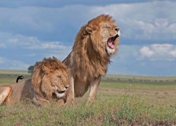 Jardim Zoológico encerra “de portas abertas” e leva os animais até nossa casa