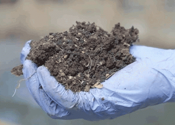 Área florestal deve ser aproveitada para valorização de lamas, defende ERSAR