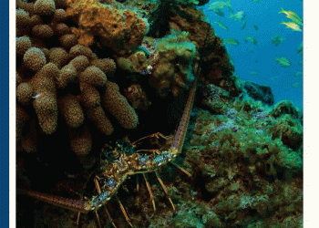 Relatório da WWF alerta para falhas da Europa na implementação da Agenda 2030 das Nações Unidas