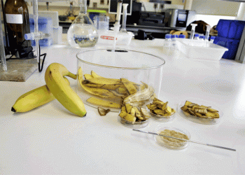Investigadores da UA indicam que as cascas de banana limpam águas com metais pesados