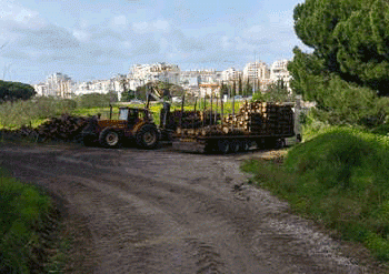 PAN Lisboa questiona autarquia sobre abate de árvores em Monsanto