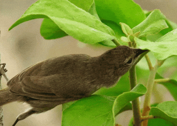 UC: Estudo internacional alerta que as redes tróficas naturais estão em perigo