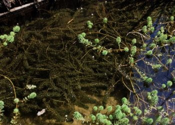 Life Stop Cortaderia com a participação da Agrária de Coimbra combate espécies invasoras