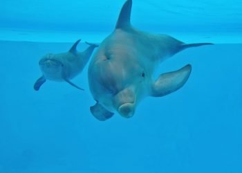 Jardim Zoológico assinala o Dia da Mãe com apresentação de nova cria