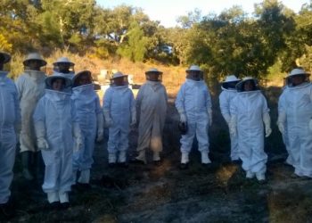 Abelhas são essenciais para alimentar atual população mundial