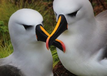 Dia Mundial do Albatroz alerta para ameaças às aves marinhas
