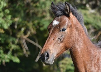 PAN exige que Governo impeça o Instituto Superior de Agronomia de proceder ao abate injustificado de cavalos